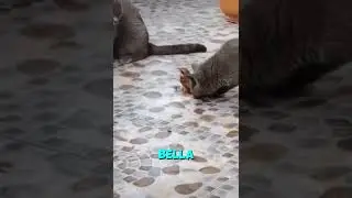 Bird freezing technique #cat #bird #attack