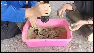 Proses Pembuatan Wafer Hijauan Pakan Ternak