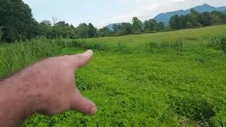 Boron Treatment Update Deer Vetch