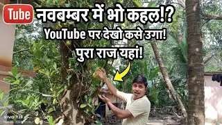 Desi kathal ka ped 🌳 Jackfruit farming