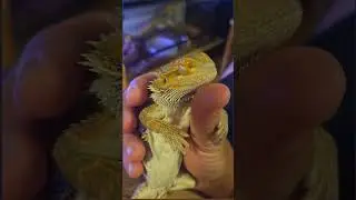 #shorts #pets #reptiles #pogona #trending #viralshort #cute #fyp #petsfofinhos #animals