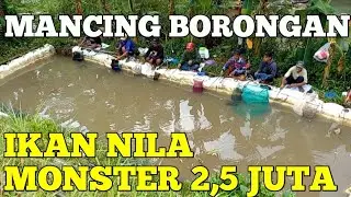 BORONGAN MANCING 2,5 JUTA❗️❗️❗️FULL NILA MONSTER❗️❗️❗️