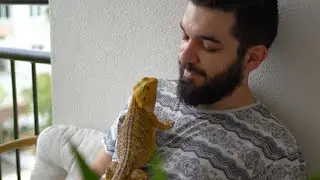 Armadillo Lizard Facts #ArmadilloLizard #AnimalFacts #UrduShorts #WildlifeEducation #ReptileFacts
