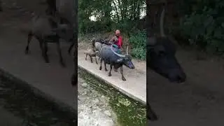 Gcgf