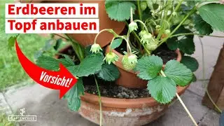 7 Fehler bei der K&uuml;belhaltung von Erdbeeren [und wie du sie vermeiden kannst]