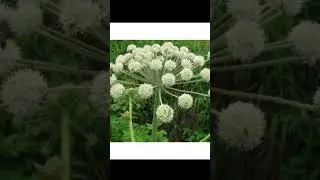 Дягиль лекарственный , польза для человека
