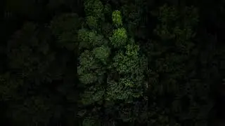 Forest from above 🌳 🎥😎 #drones #forest