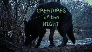 CREATURES of the NIGHT - Midnight Off Leash Dog Hike (1)