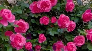 beautiful pink colour rose garden video / colourful roses garden plants