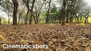 Forest Cinematic Shots 🌿 | Mobile Gimbal Magic | DJI Osmo 7 gimbal 