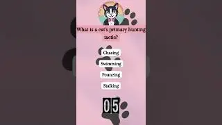 The Cat's Pounce and Attack Strategy - Learn the techniques of feline hunting.