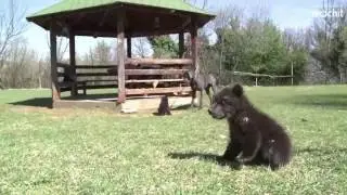 Montenegro: two bear cubs found, nurtured back to life
