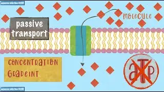Passive Transport - Concentration Gradient
