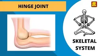 Skeletal System | Hinge Joint