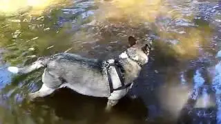 MaryJane in the Tuscarwarus River. Firestone Park Akron
