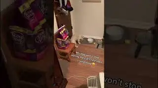 How to Dog-Proof a Litter Box