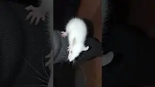 white rat price only 100