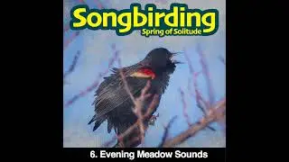 Evening Meadow Sounds