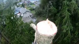 Hazardous dying tree removal on a trail.