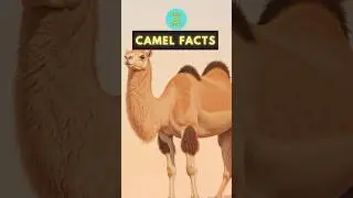 Cool Camel Facts for Kids #shorts #educational #animalfacts #scienceforkids #didyouknow
