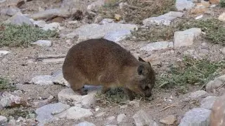 Discover the Yellow-Spotted Rock Hyrax!