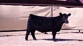 Rimpel Show Cattle Tag 33