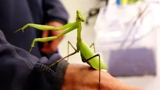 Hierodula membranacea - Gottesanbeterin / Giant Asian Mantis