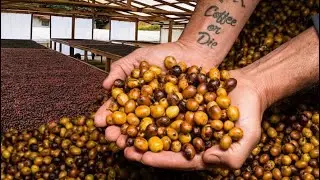 VISITA AO MELHOR CAFÉ DO BRASIL | FAZENDA NINHO DA ÁGUIA | ALTO CAPARAÓ-MG