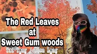 The Red Leaves maple tree at Sweet Gum woods