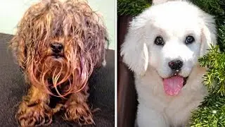 15 unbelievable dog transformations before and after rescue