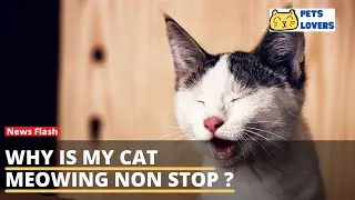 Why is My Cat Meowing Non Stop ?