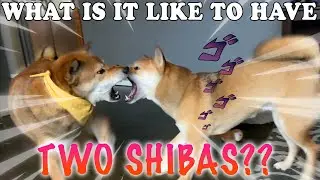 What is it like to have two Shiba Inus?