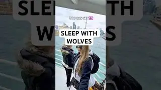 🐺🤯ТОРОНТО! Меньше часа до &laquo;Спать с волками&raquo;🐺 #шорты #волки