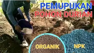 PEMUPUKAN ORGANIK DAN NPK PADA POHON DURIAN || BOLANG AGRO MALANG #kebundurian
