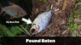 I Put My Favorite Fish Into My Koi Pond...Worst Decision