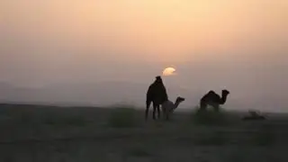 Camel | Camelus