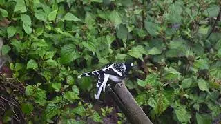Spotted Forktail - Enicurus maculatus