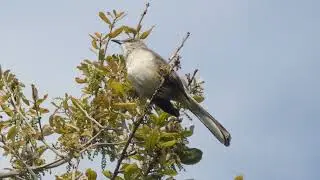 Northern Mockingbird (Mimus Polyglottos)