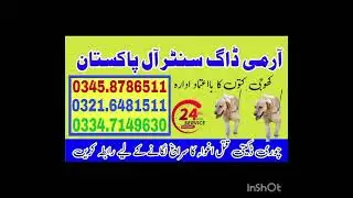 Army dog center #lahore 0321.6481511