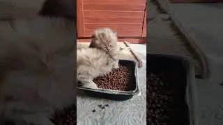 When the milk is not enough, the studies of eating food.🍼😿