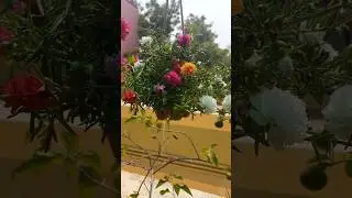 Table roses/Terrace garden/hanging plant