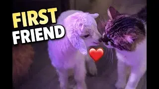 Rejected Baby Goat Meets Her New Family for the First Time!