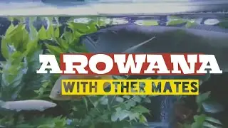 AROWANA FISH with other MATES