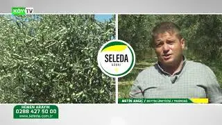 Seleda G&uuml;bre Zeytin &Uuml;reticisi