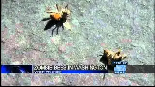 First 'ZomBees' found in Washington