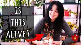 These Orchids look so BAD! 💀 here's why!
