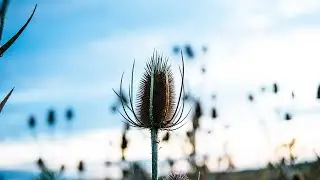 Beautiful Relaxing Music for Stress Relief | Meditation Music, Ambient Study Music, Sleep Music