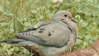 Pigeon beauty#pie #flp#viralvideo