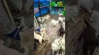 sk pet Shop all breed Dog in Mumbai Crawford market for sale my contact number 9987206628