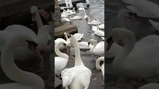 Swans in Windsor, England. #swans #waterfowl